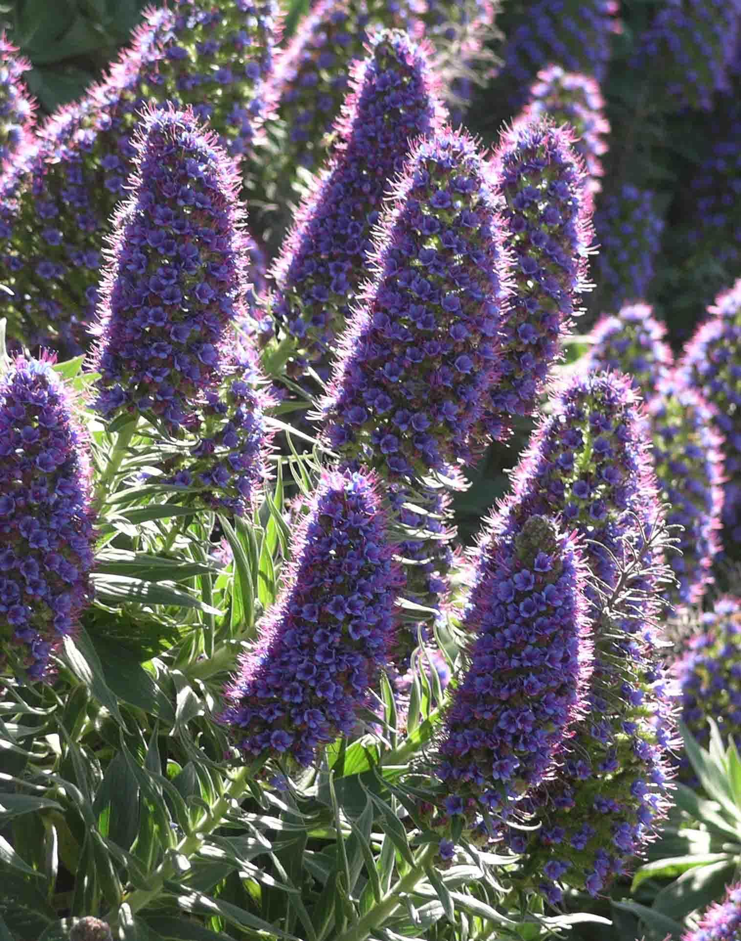 Pride of madeira