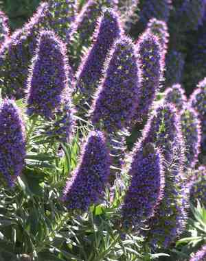 Pride of madeira(Echium candicans)