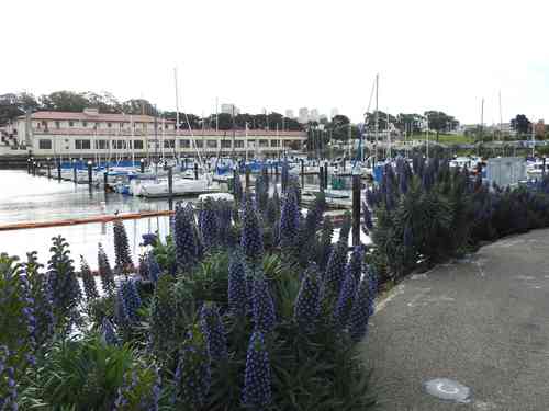 Pride of madeira(Echium candicans)