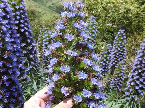 Pride of madeira(Echium candicans)