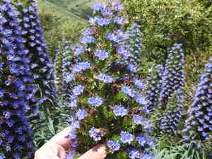 Pride of madeira(Echium candicans)