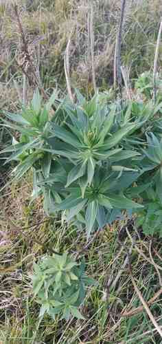 Pride of madeira(Echium candicans)