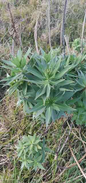 Pride of madeira(Echium candicans)