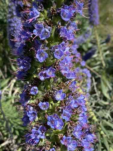 Pride of madeira(Echium candicans)