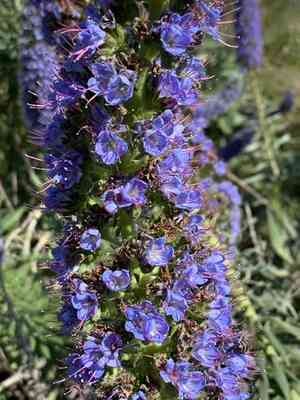 Pride of madeira(Echium candicans)