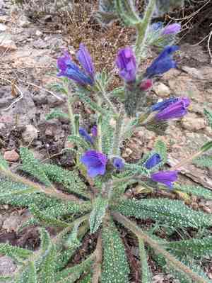 Cretan viper's bugloss(Echium creticum)