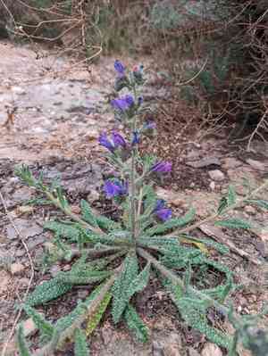 Cretan viper's bugloss(Echium creticum)