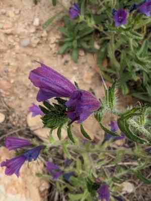 Cretan viper's bugloss(Echium creticum)