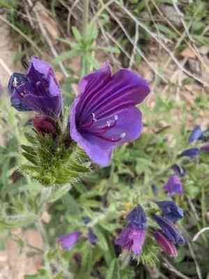 Cretan viper's bugloss(Echium creticum)