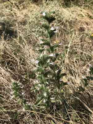 Pale bugloss(Echium italicum)