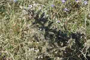 Pale bugloss(Echium italicum)