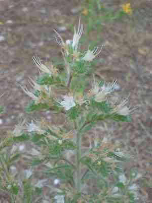 Pale bugloss(Echium italicum)