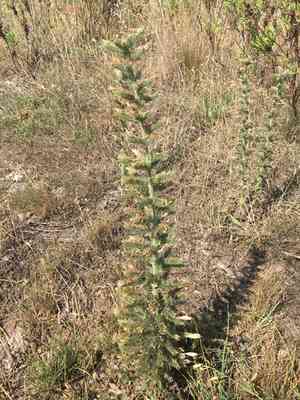 Pale bugloss(Echium italicum)