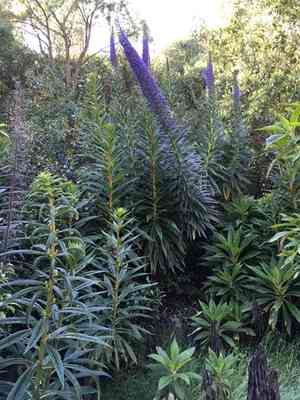 Giant viper's-bugloss(Echium pininana)