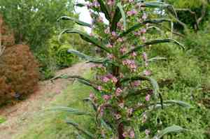 Giant viper's-bugloss(Echium pininana)