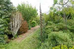 Giant viper's-bugloss(Echium pininana)