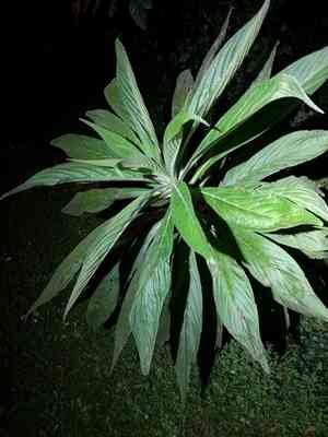 Giant viper's-bugloss(Echium pininana)