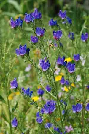 Purple viper's bugloss(Echium plantagineum)