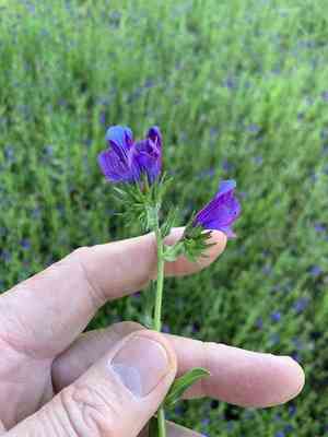 Purple viper's bugloss(Echium plantagineum)