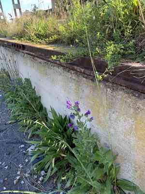 Purple viper's bugloss(Echium plantagineum)