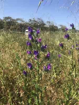 Purple viper's bugloss(Echium plantagineum)