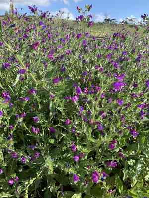 Purple viper's bugloss(Echium plantagineum)