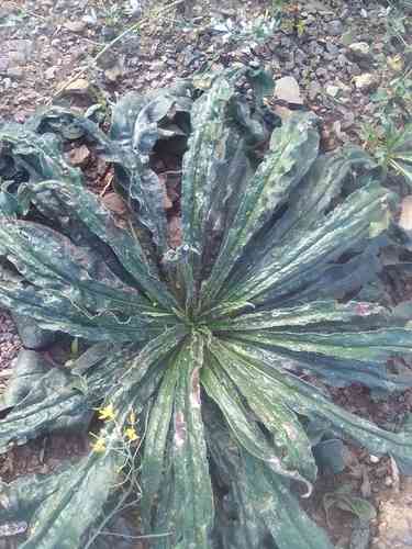 Viper's bugloss(Echium vulgare)