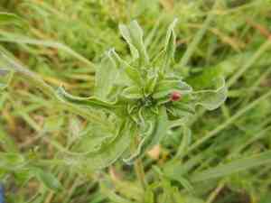 Viper's bugloss(Echium vulgare)
