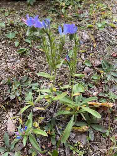 Viper's bugloss(Echium vulgare)