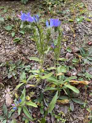 Viper's bugloss(Echium vulgare)