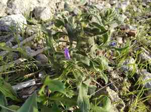 Viper's bugloss(Echium vulgare)