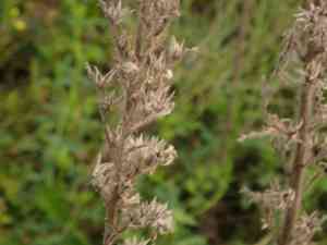Viper's bugloss(Echium vulgare)