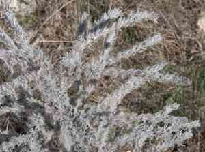 Viper's-buglosses (Echium)(Echium)