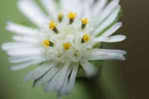 False daisy(Eclipta prostrata)