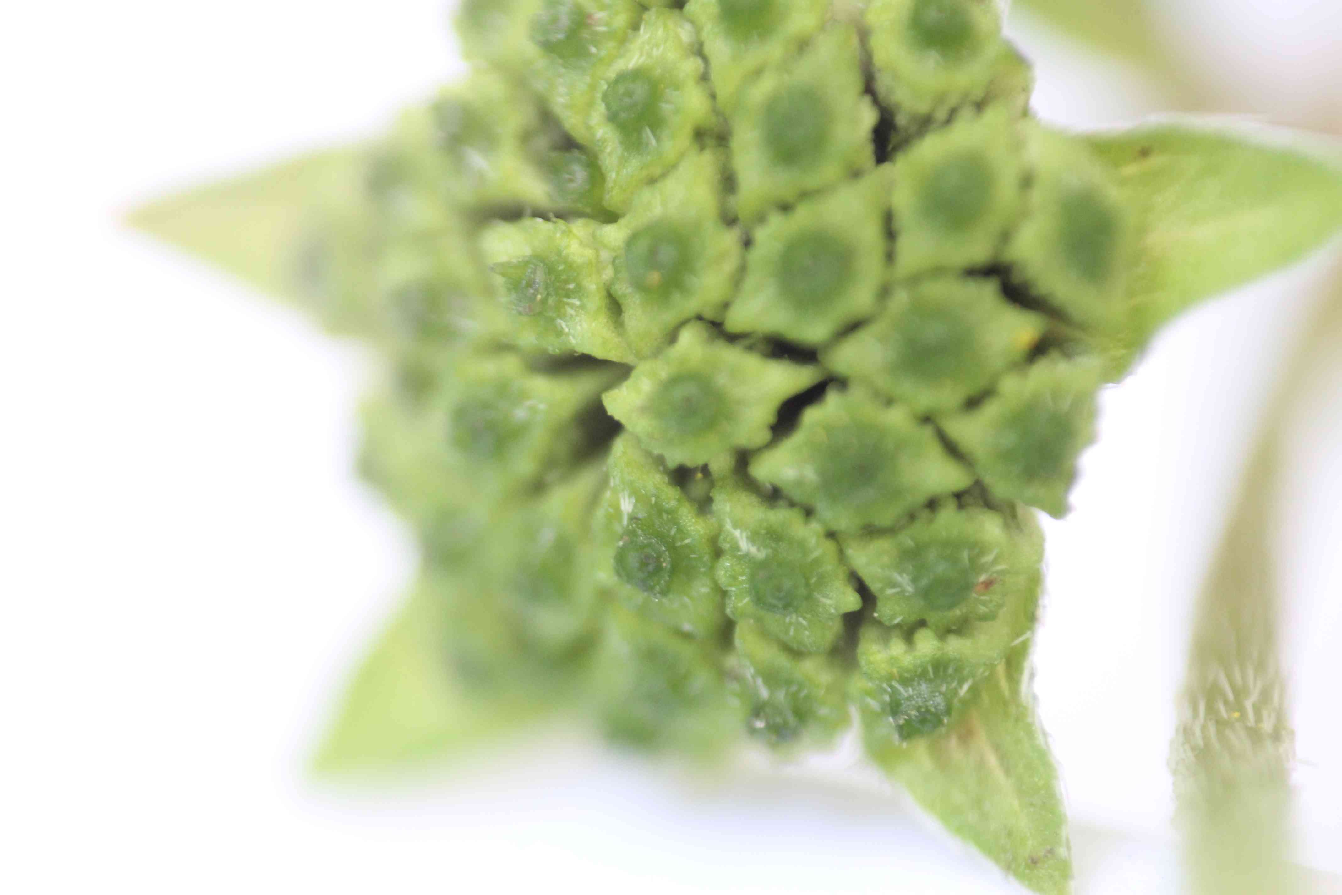 False daisy(Eclipta prostrata)