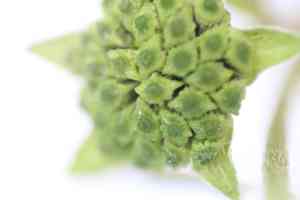 False daisy(Eclipta prostrata)