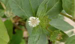False daisy(Eclipta prostrata)