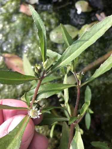 False daisy(Eclipta prostrata)