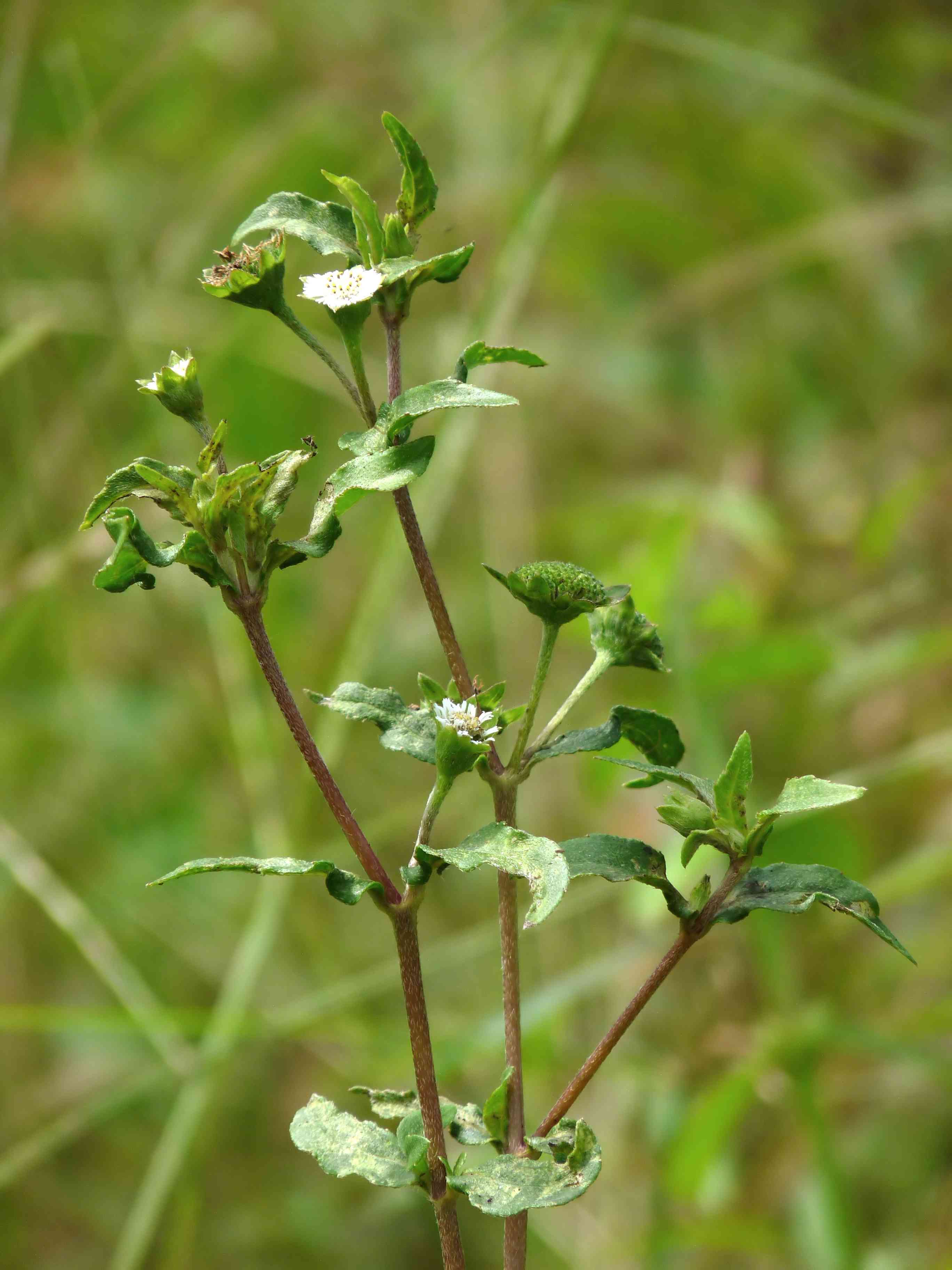 False daisy(Eclipta prostrata)