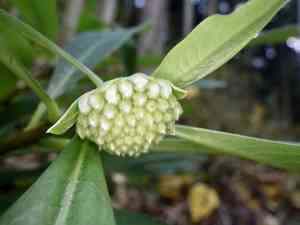 Paperbush(Edgeworthia chrysantha)