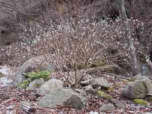 Paperbush(Edgeworthia chrysantha)
