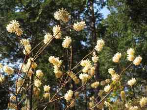 Paperbush(Edgeworthia chrysantha)