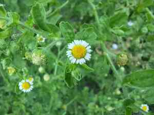 Erect tropical daisy(Egletes viscosa)