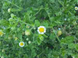 Erect tropical daisy(Egletes viscosa)