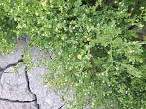 Erect tropical daisy(Egletes viscosa)