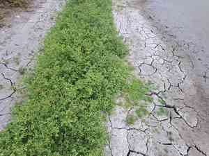 Erect tropical daisy(Egletes viscosa)