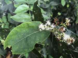 Puna(Ehretia acuminata)