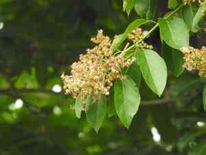 Puna(Ehretia acuminata)