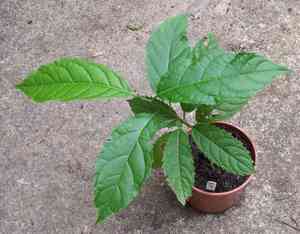 Puna(Ehretia acuminata)