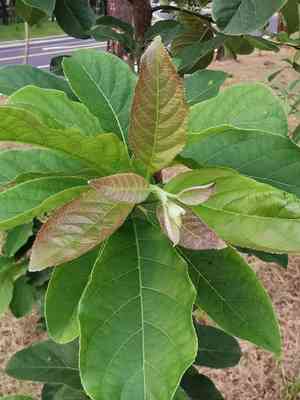 Puna(Ehretia acuminata)